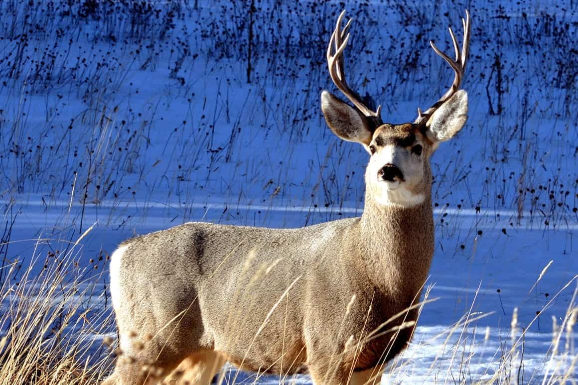 Buck Fever