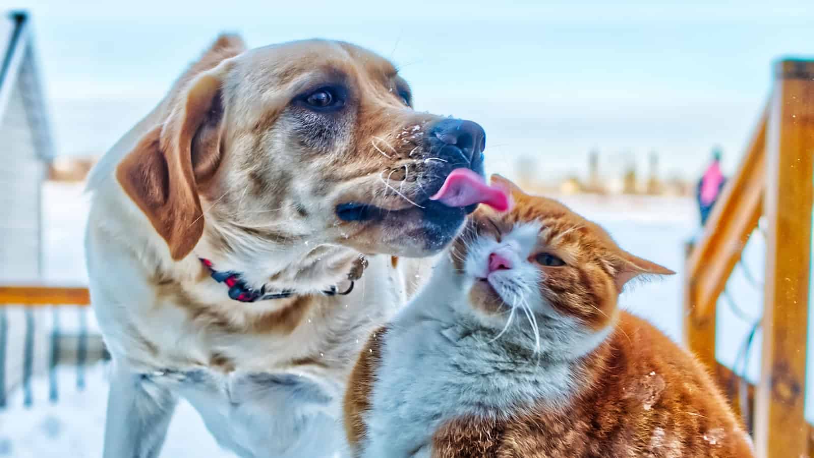 Dogs Have Masters, Cats Have Staff