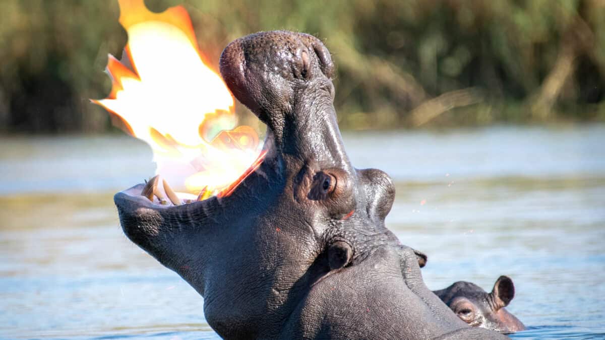 Hippo and a Zippo: One is Really Heavy and The Other is a Little Lighter
