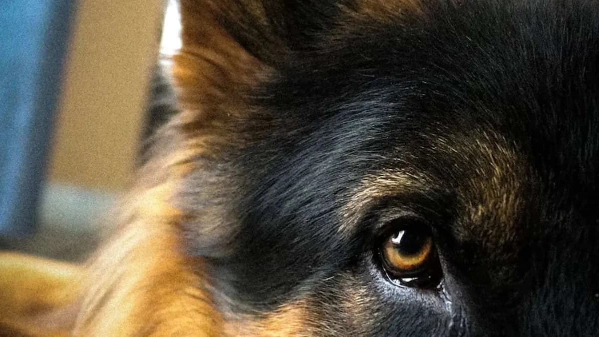 german shepherd