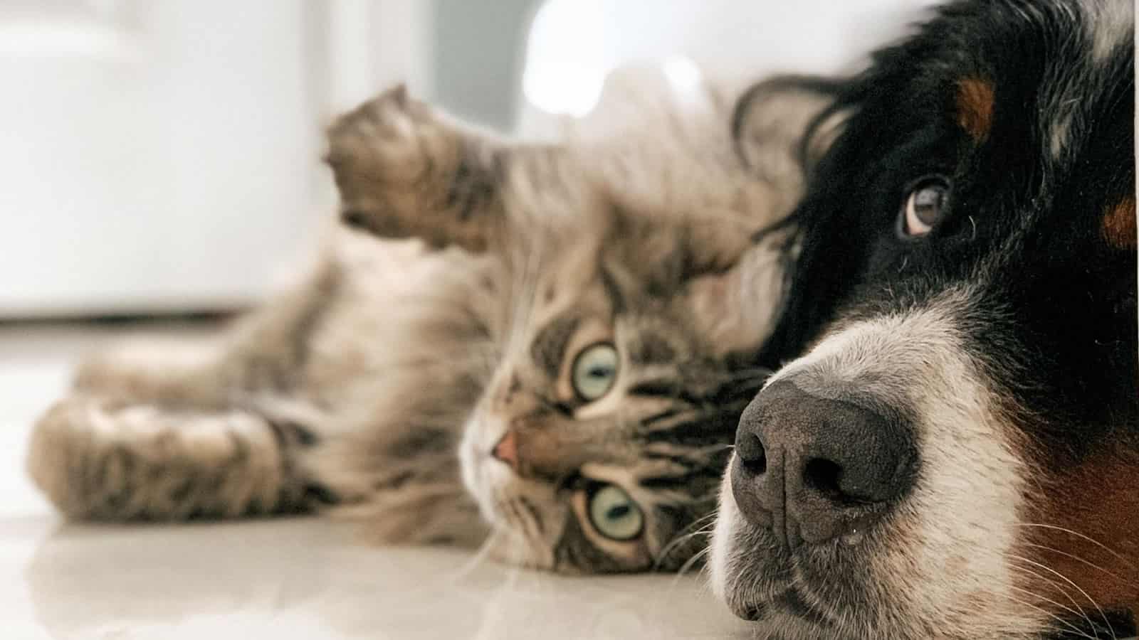 dogs and cats