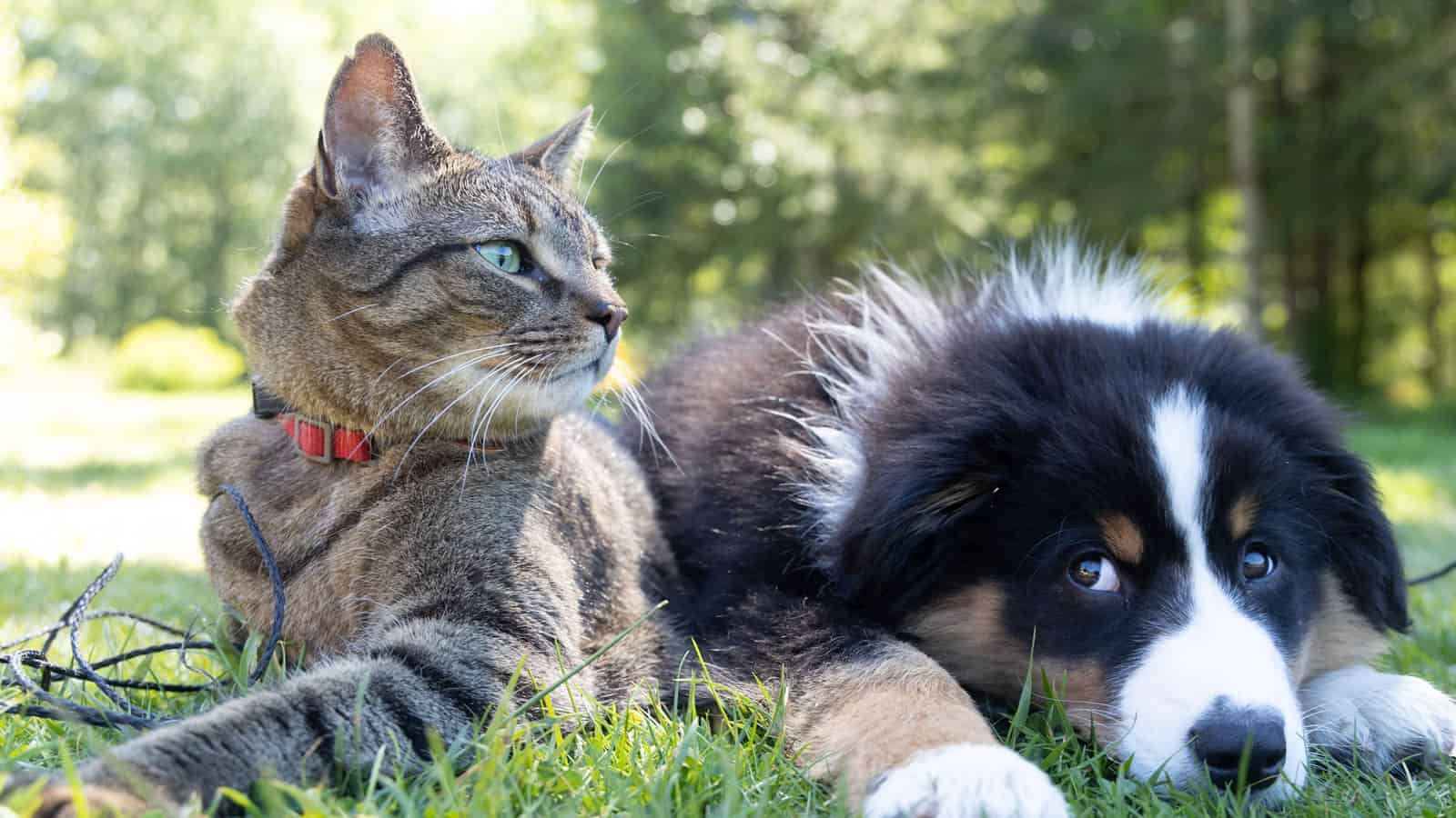 Dogs and cats