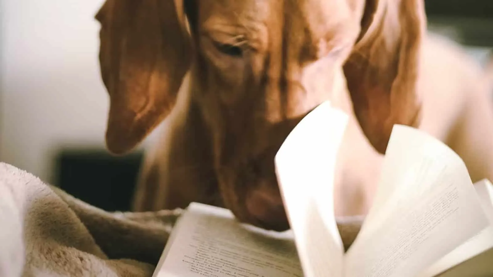 Book lover