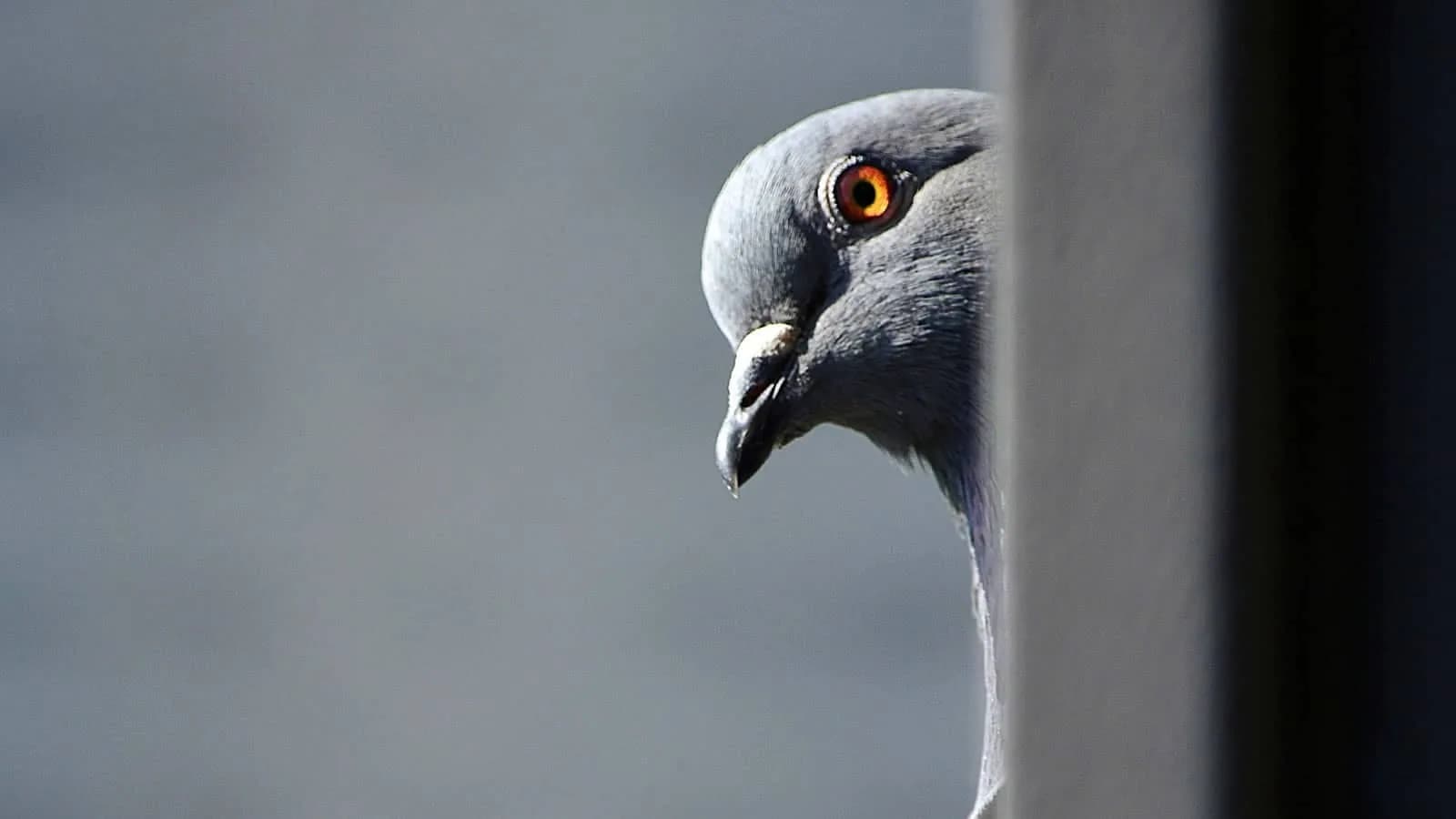 pigeon