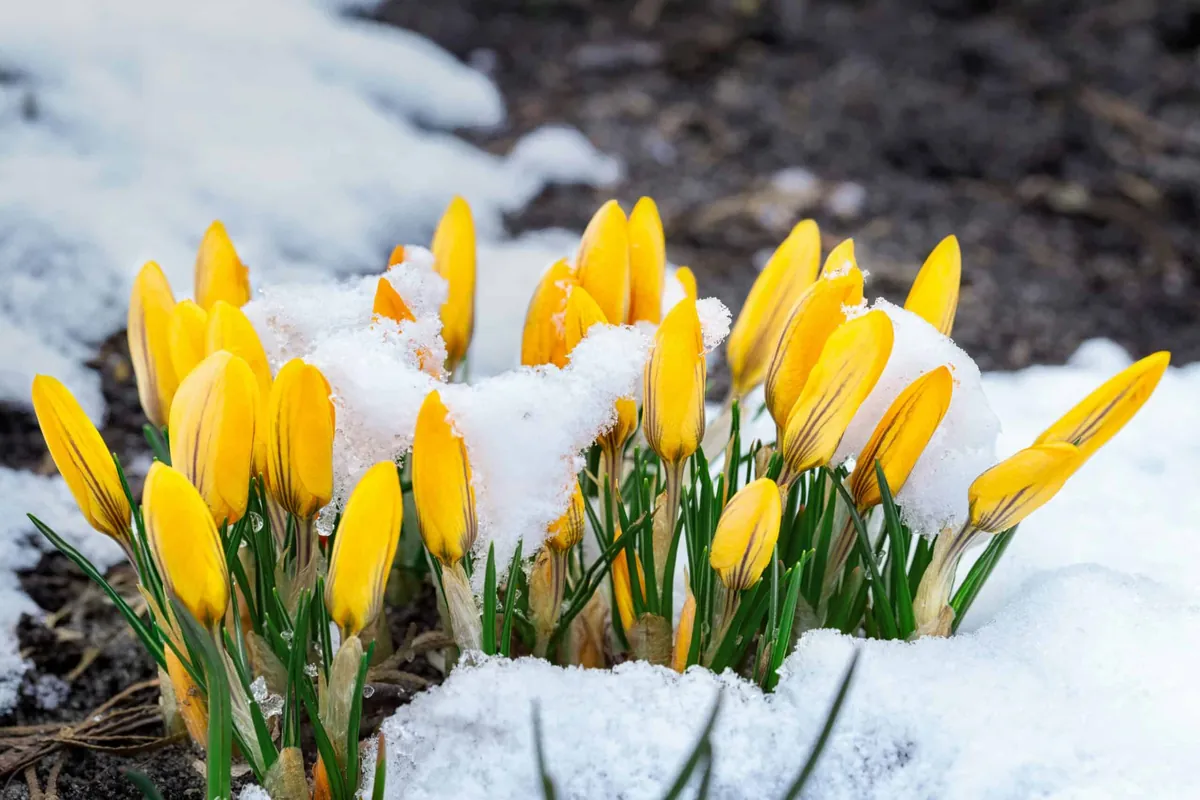 yellow tulips sprouting through snow