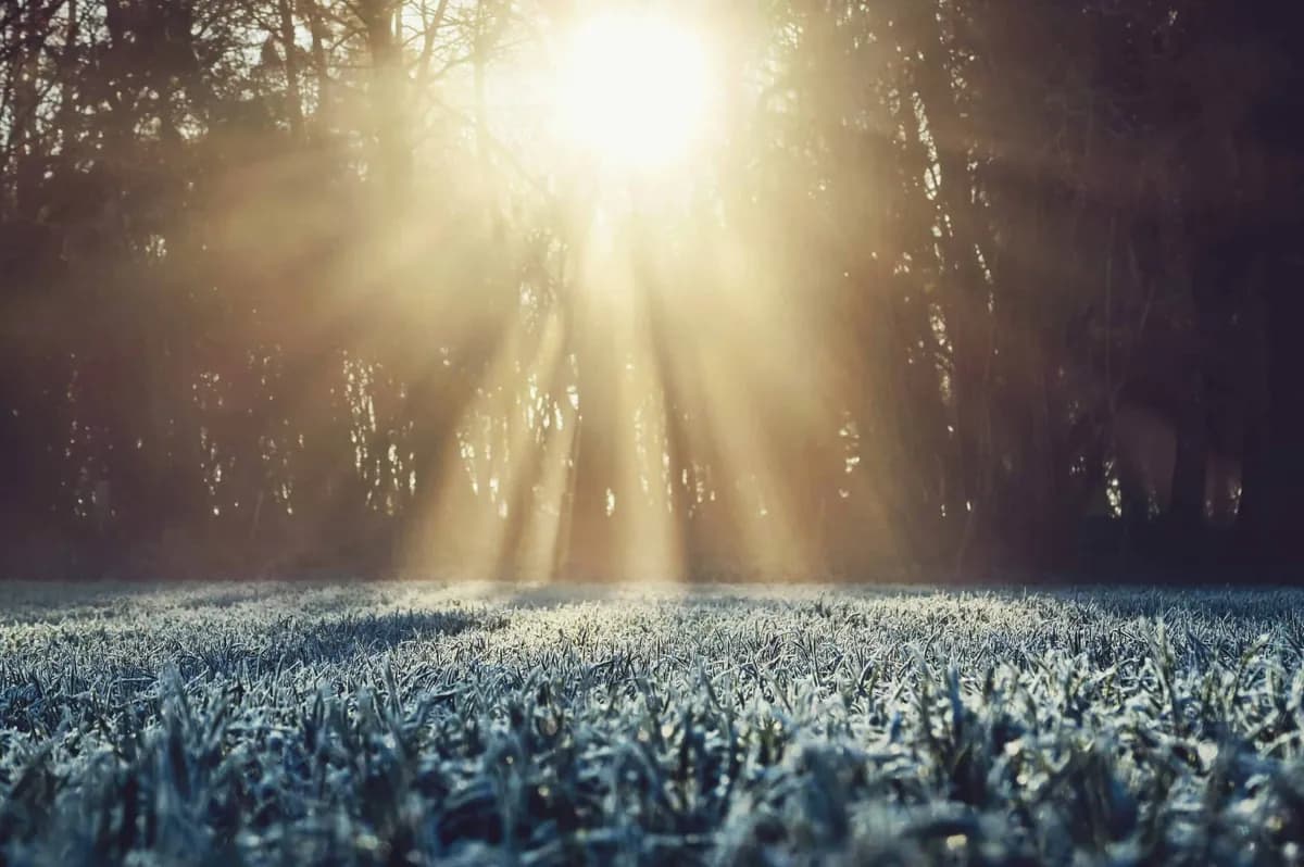 frosty grass