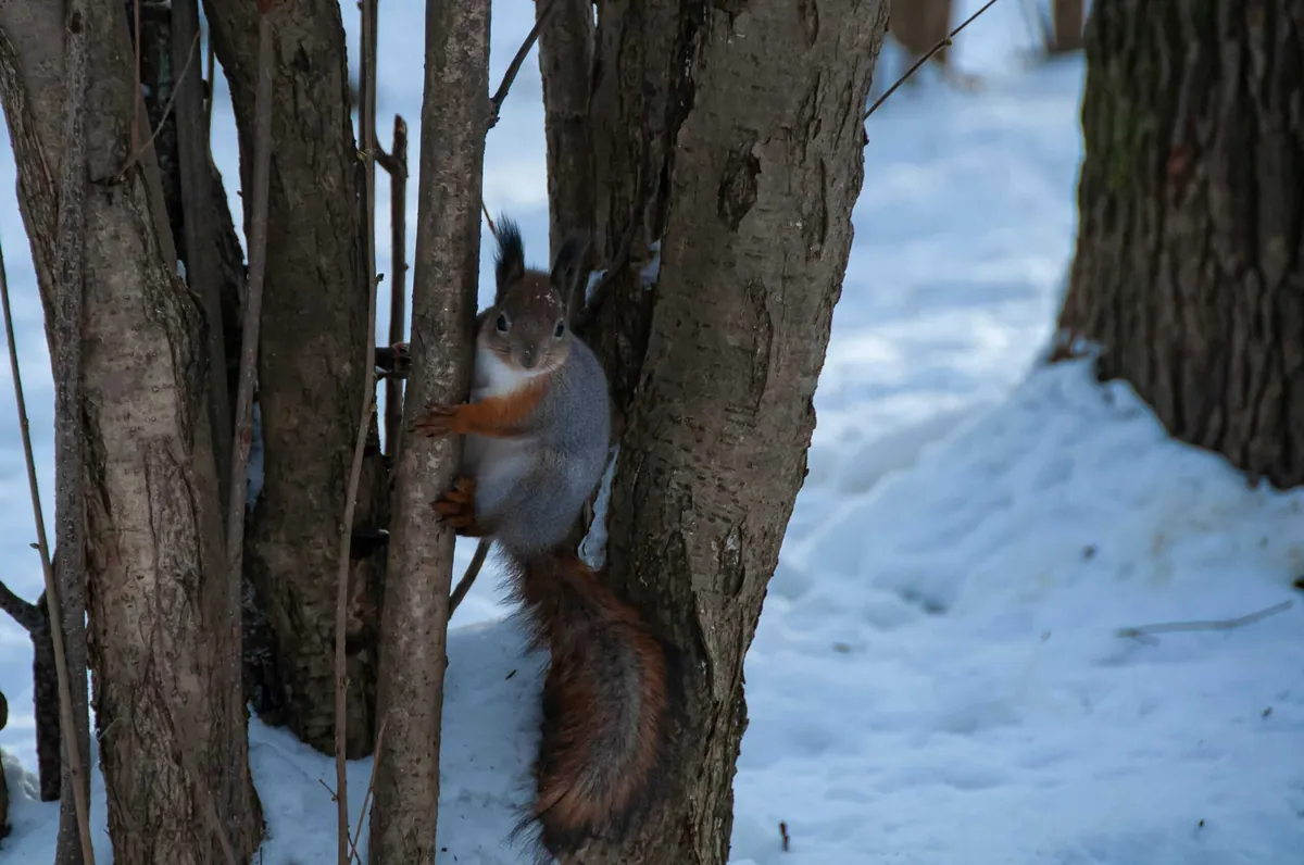 squirrel in tree in winter