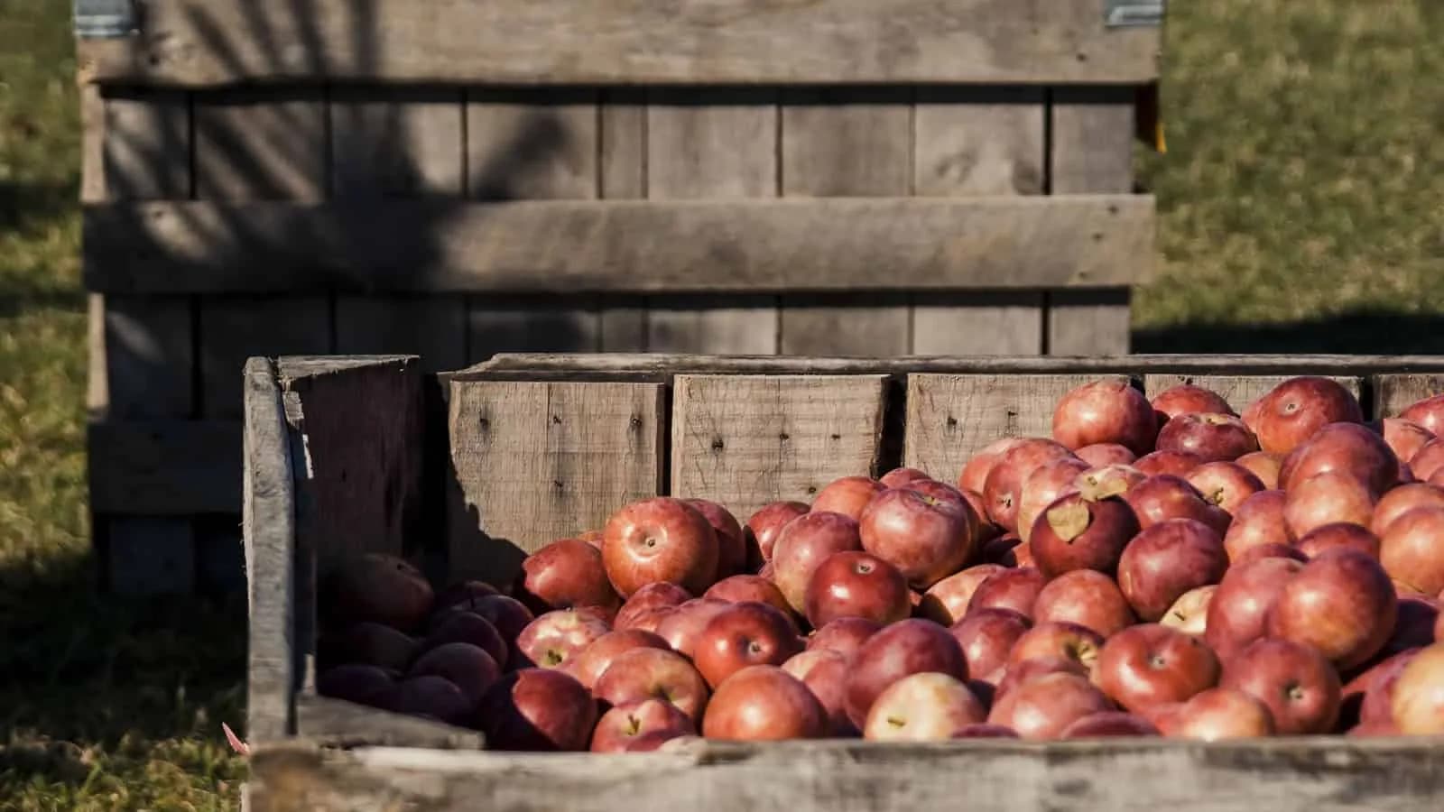 apples