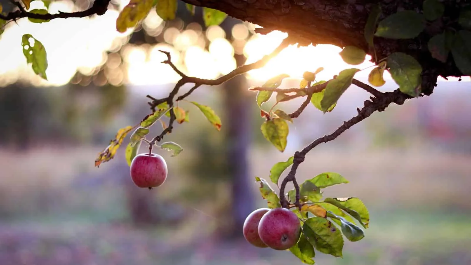 Fruit Apple
