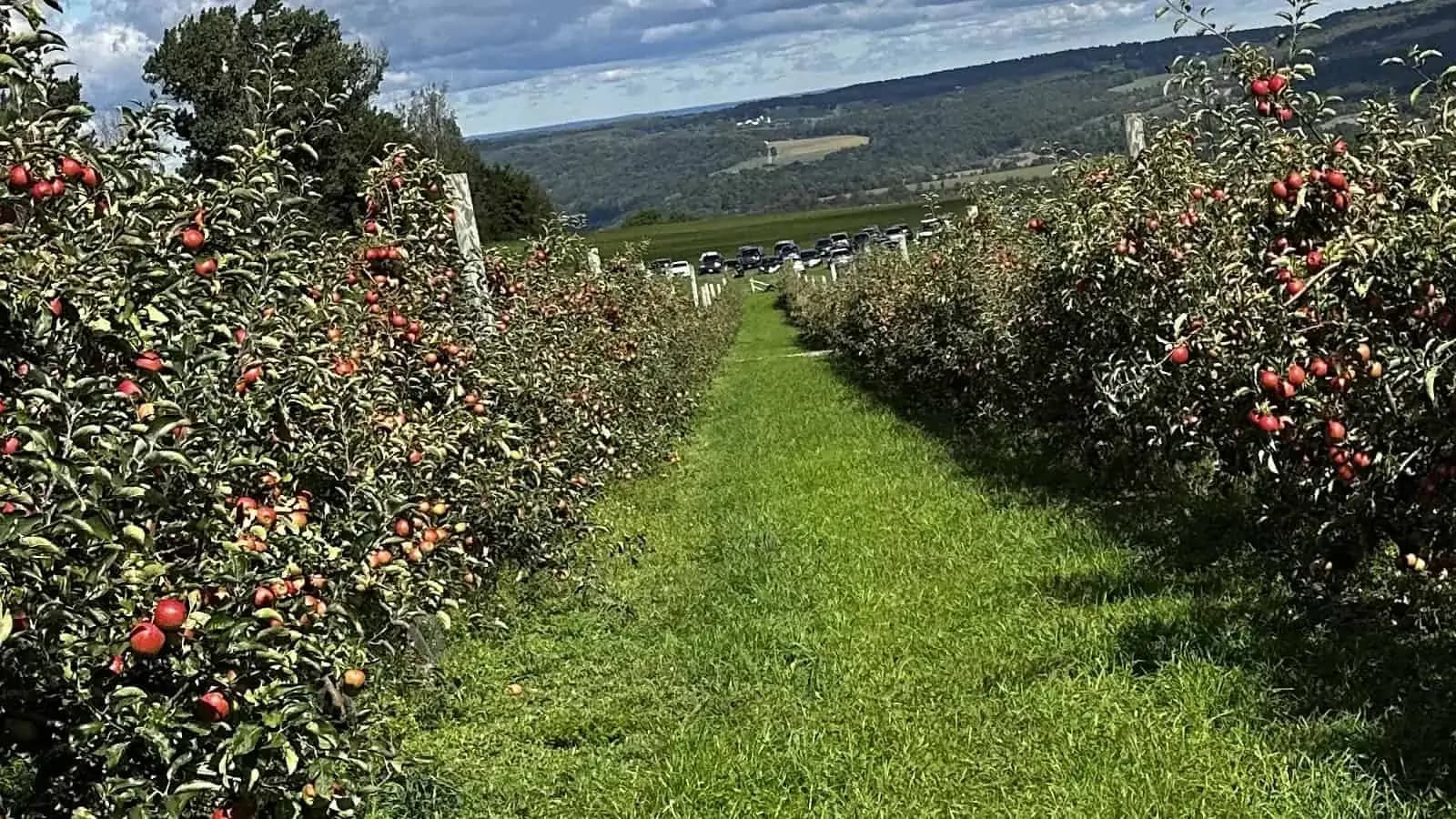fruit farm