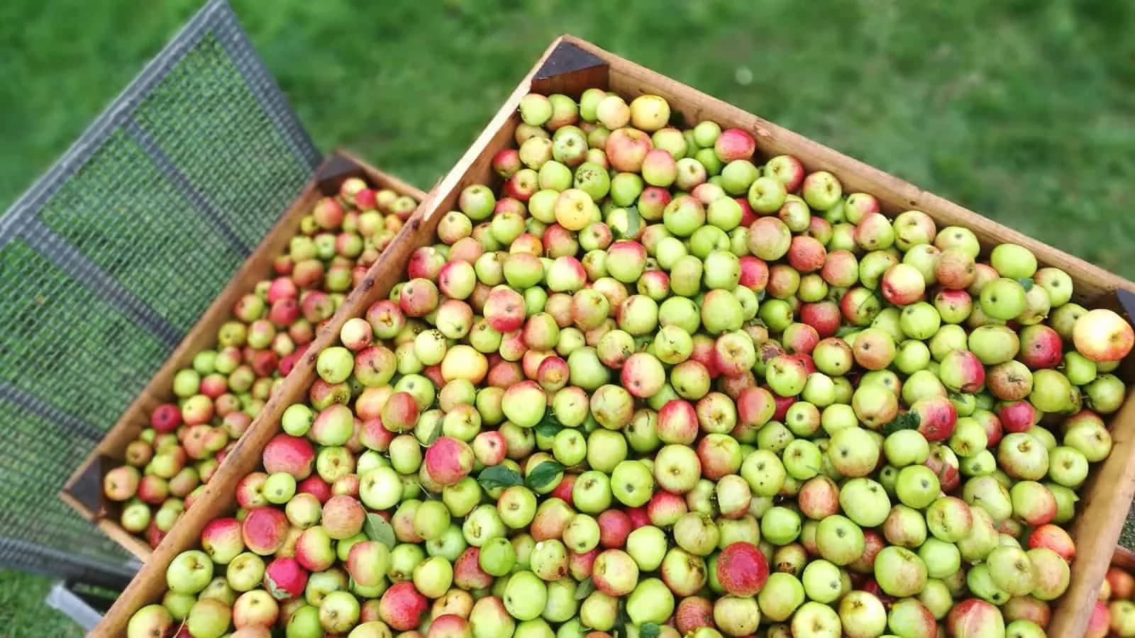 Fruit Harvest