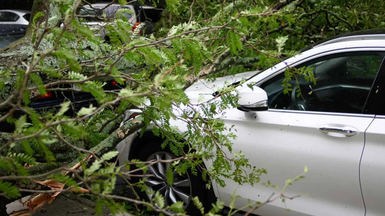 Tree Fall
