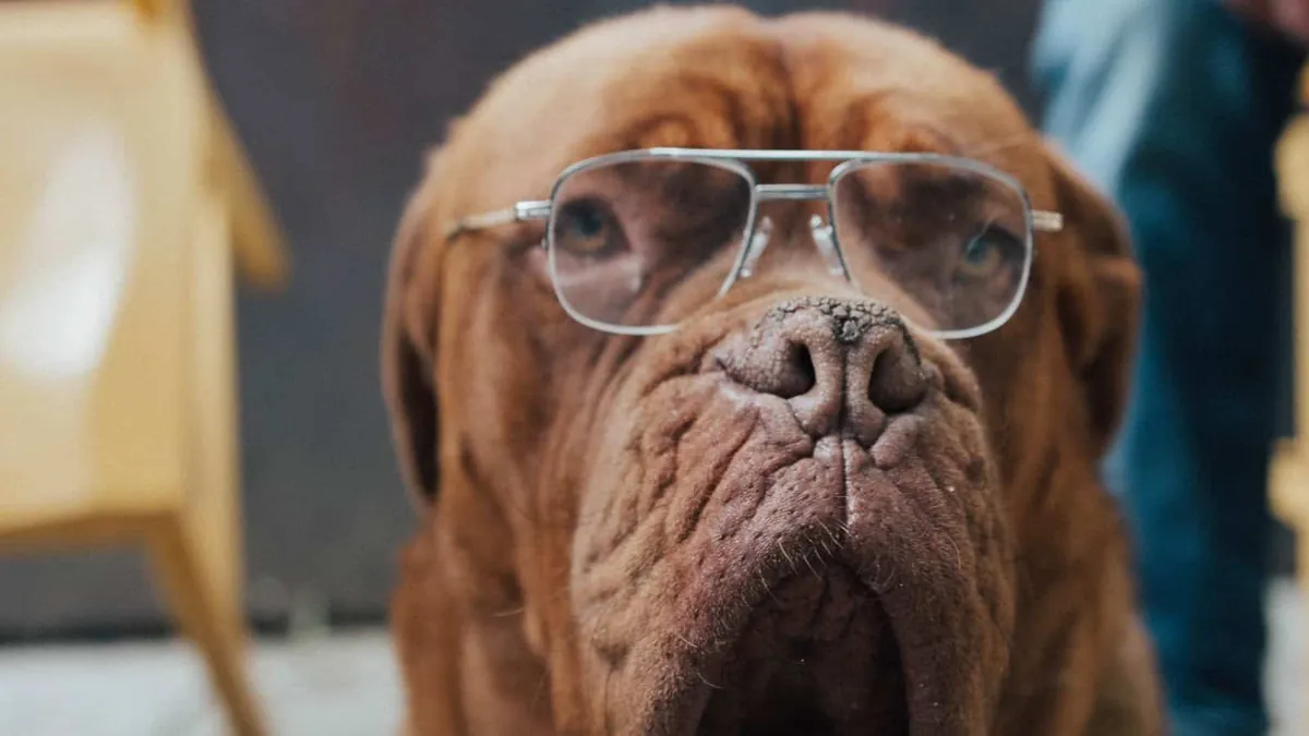 Serious Dog