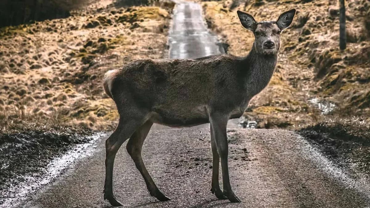 deer