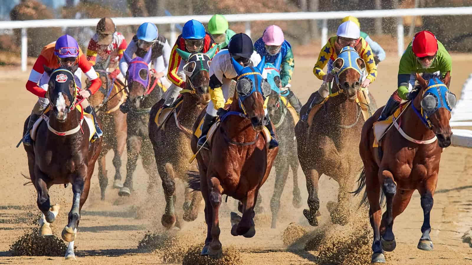 Horse race