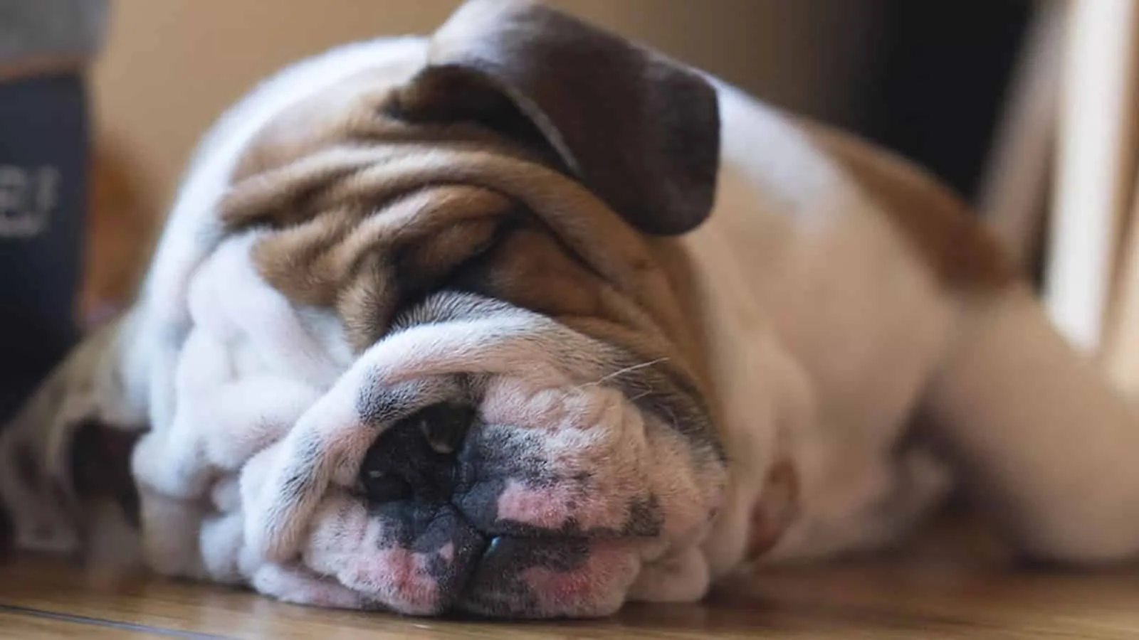 Sleeping Dog