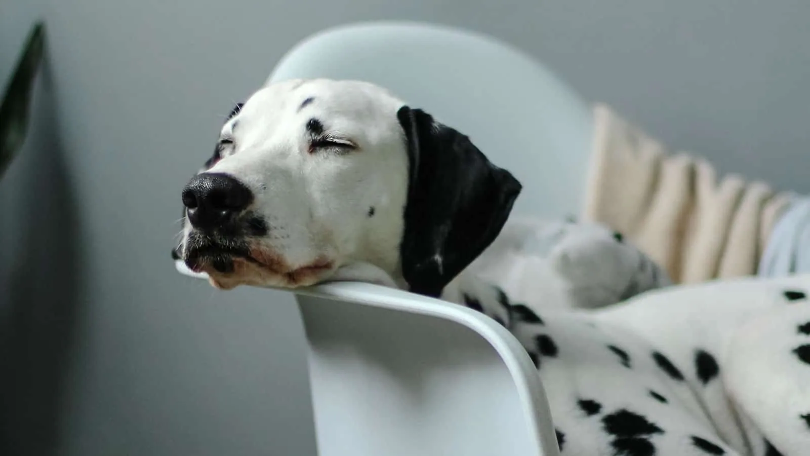 Sleeping Dog