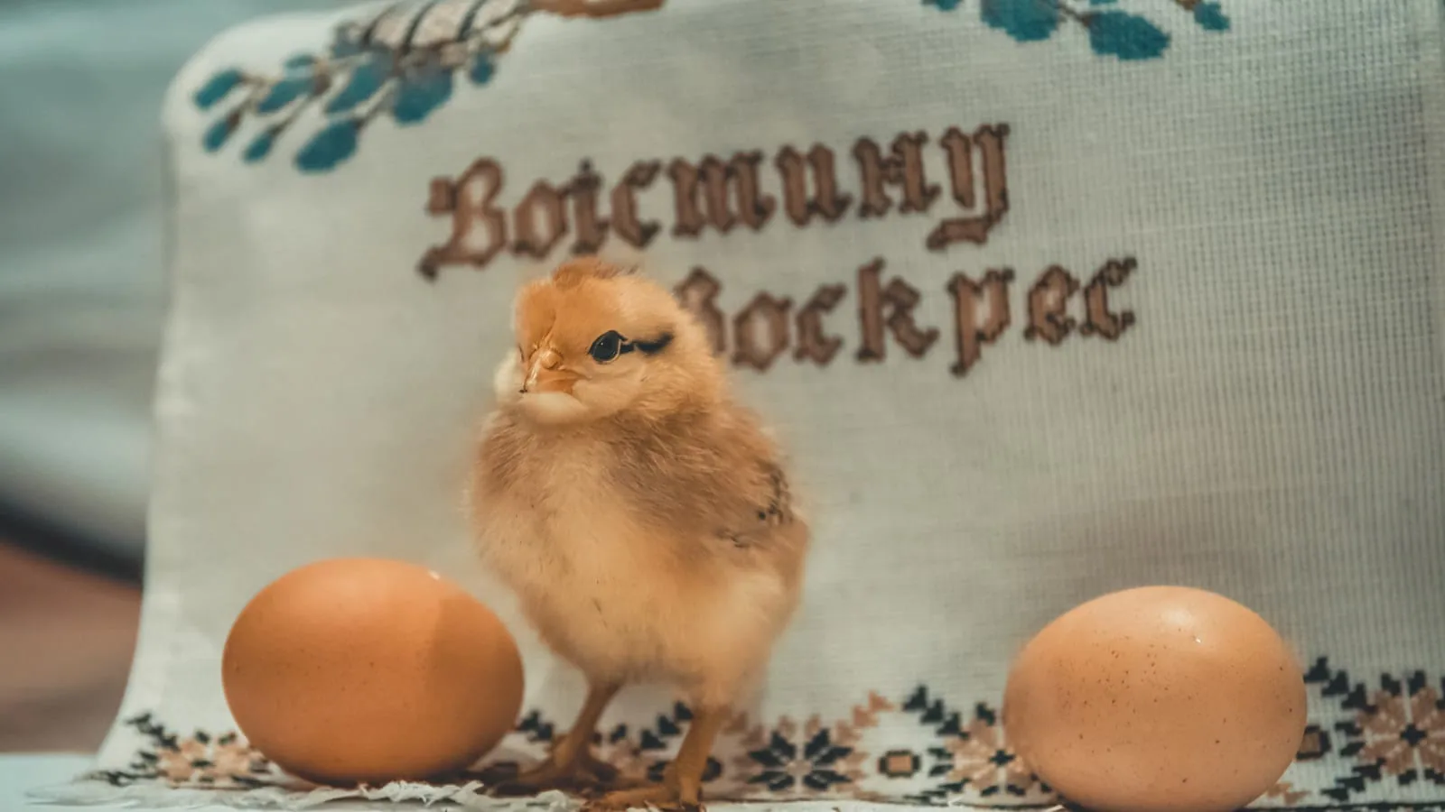 Eggs