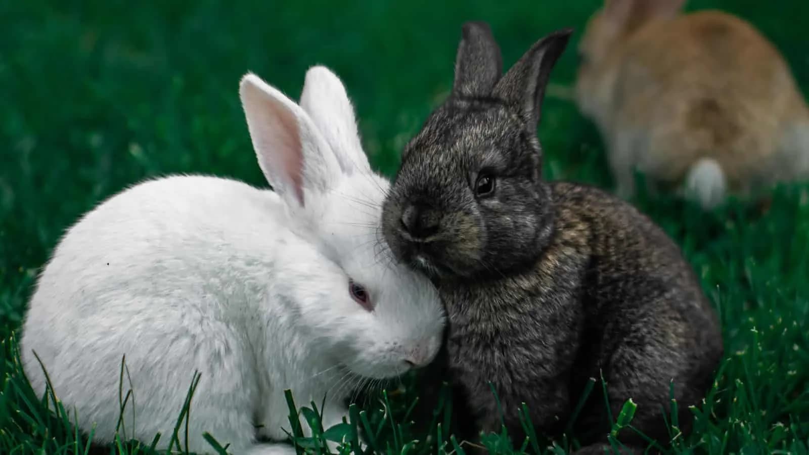 Bunnies