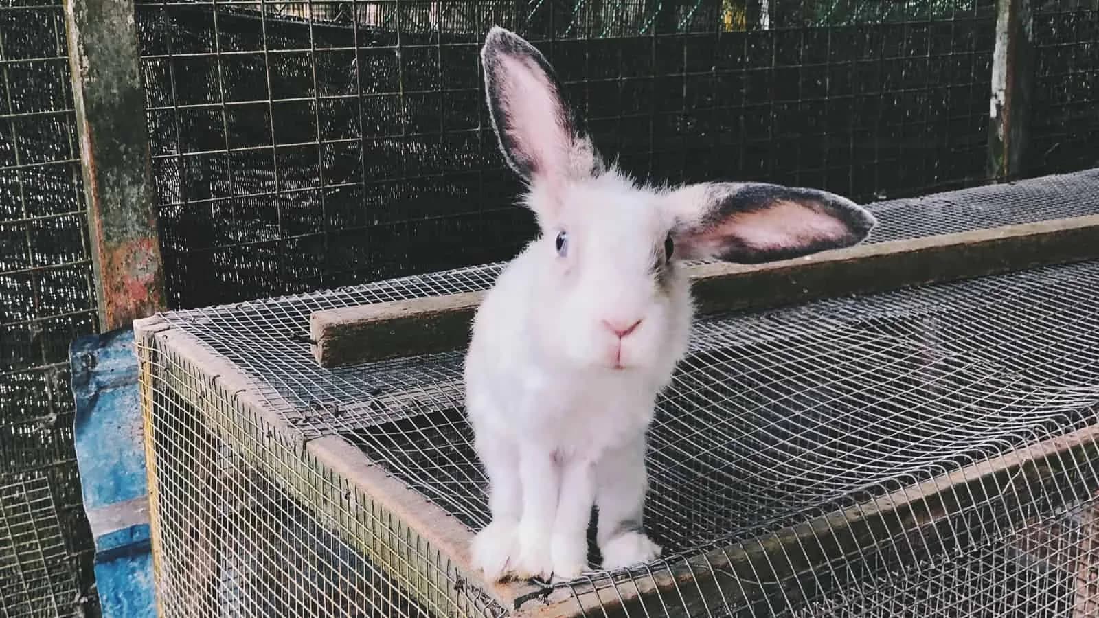 Rabbit Ears