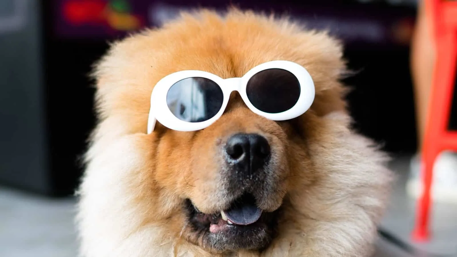 Dog