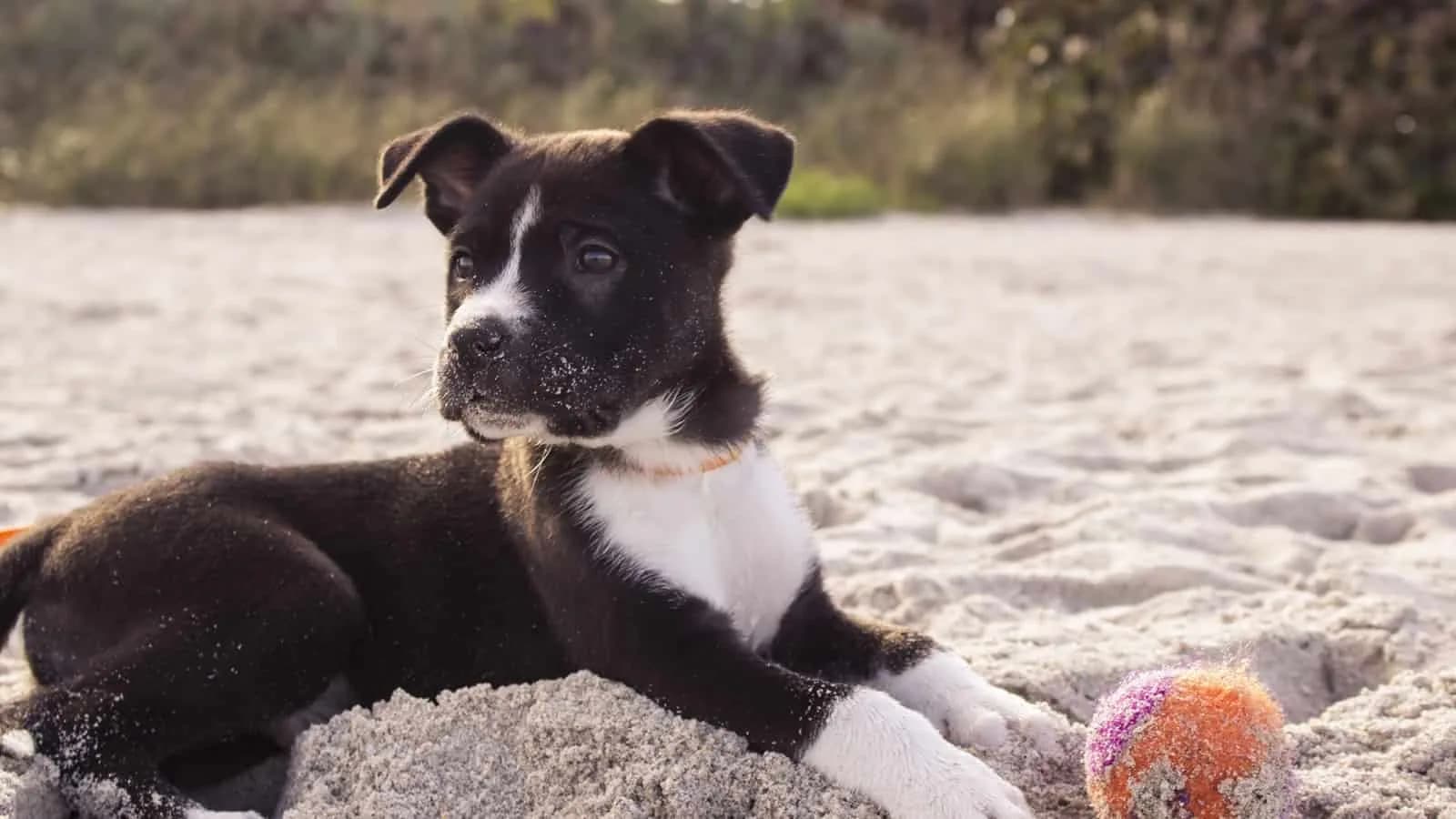 Dog