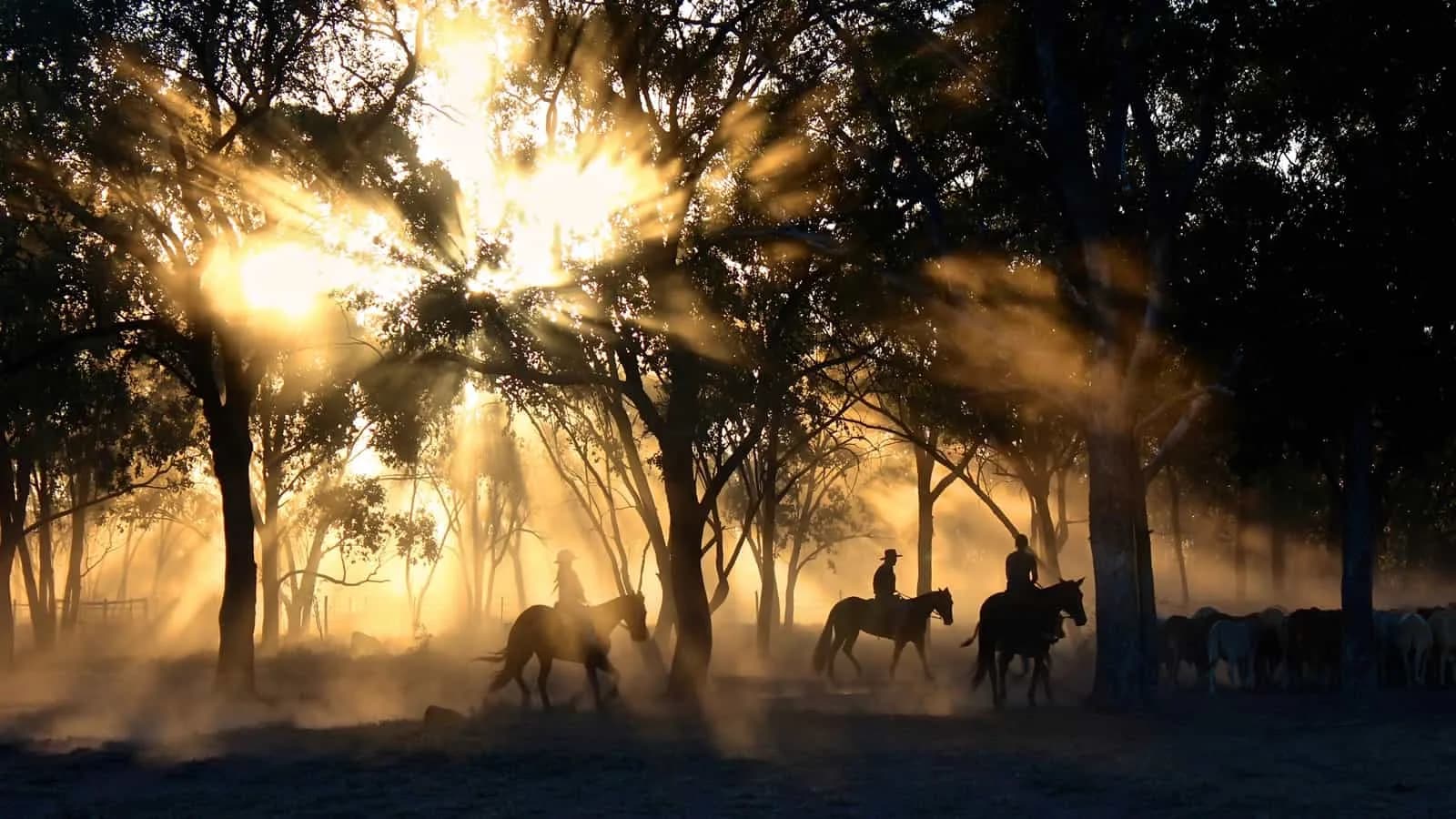 horses