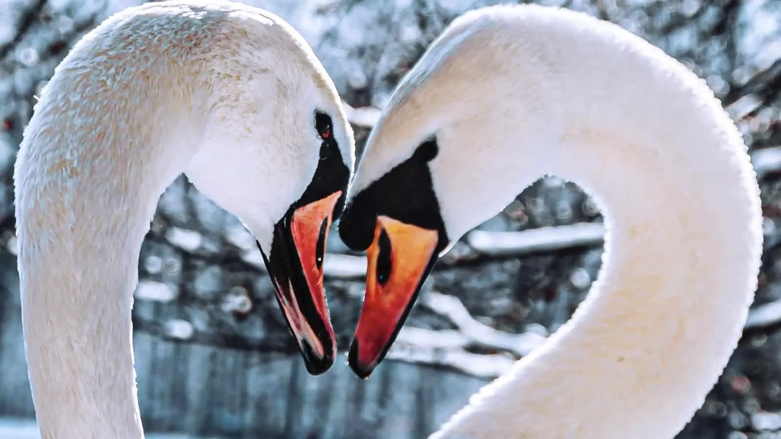 Swans