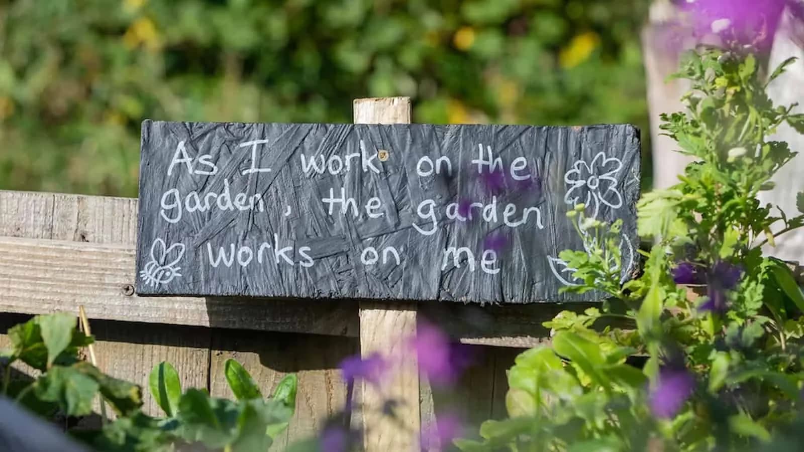 eggplant garden