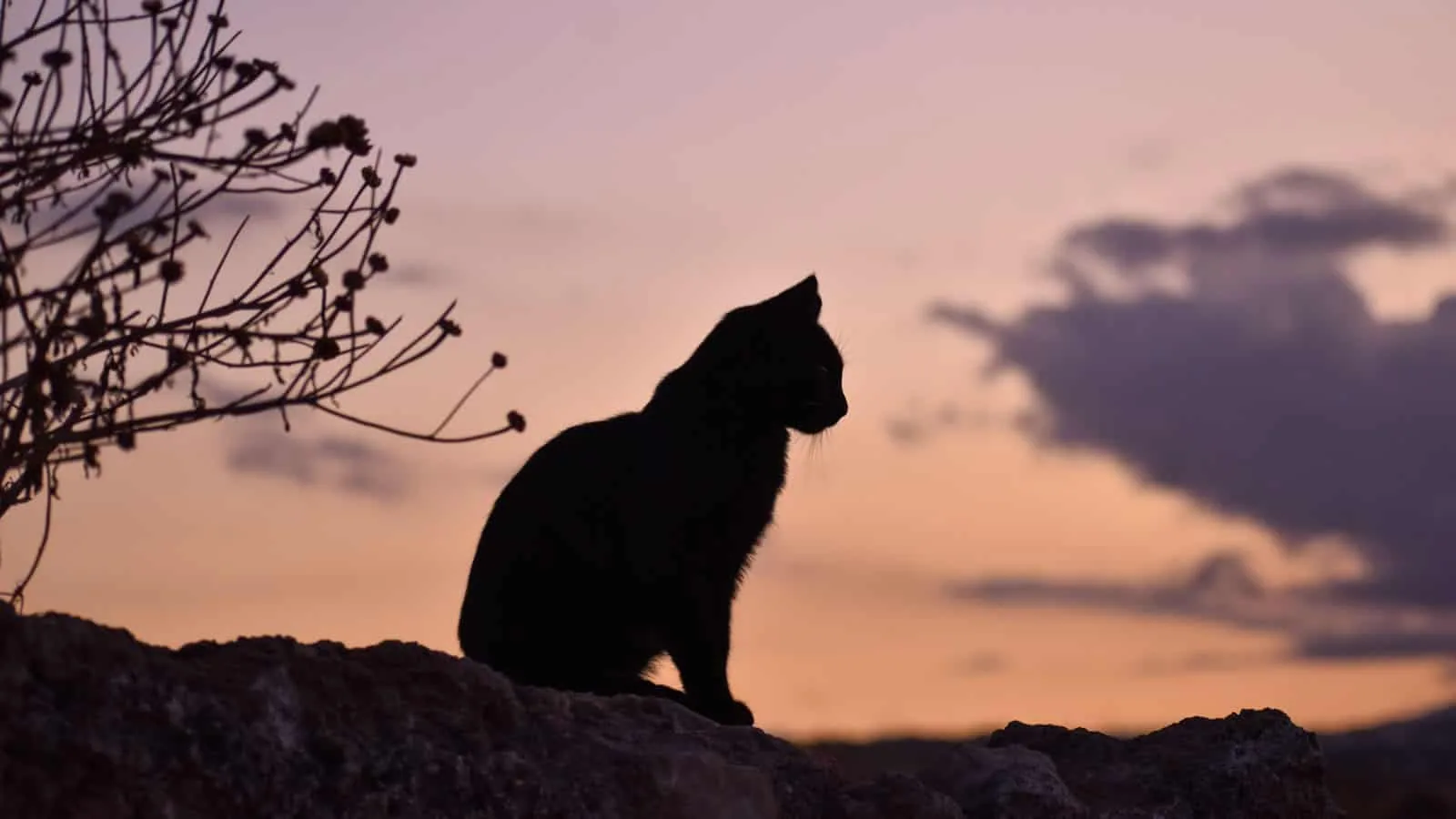 Black Cat