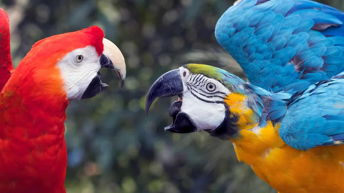 parrots