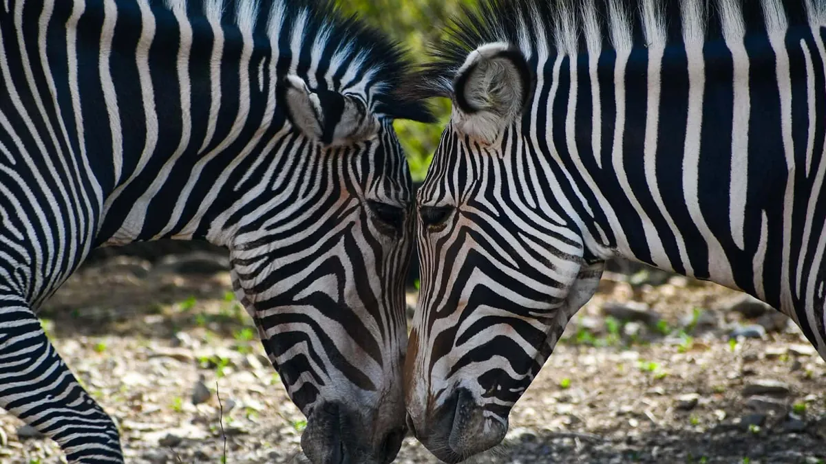 zebra