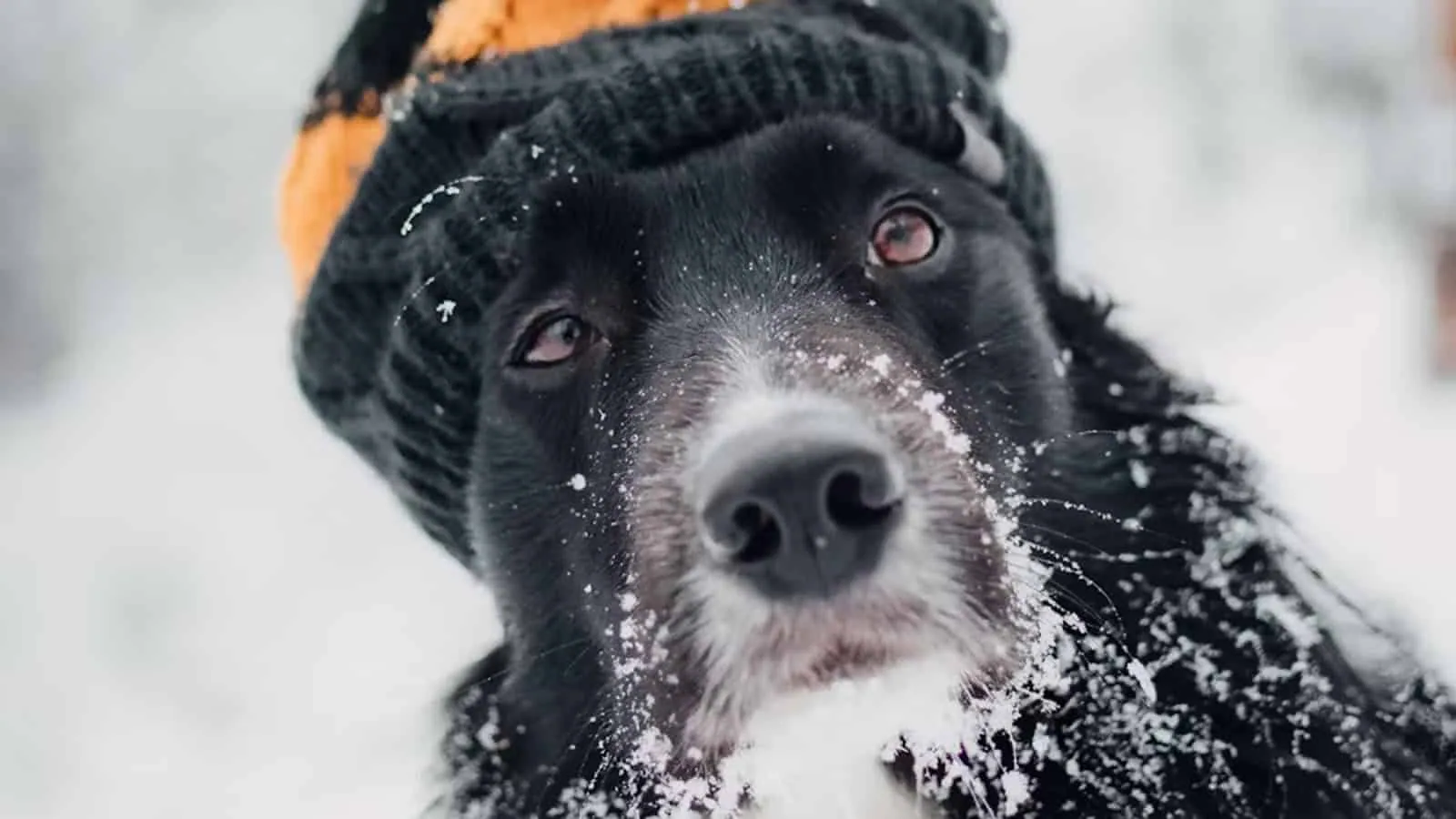 cold dog