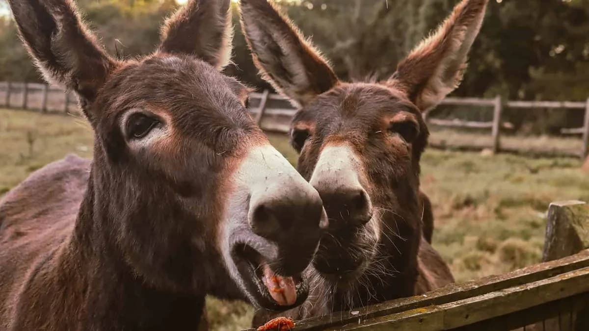 jackasses
