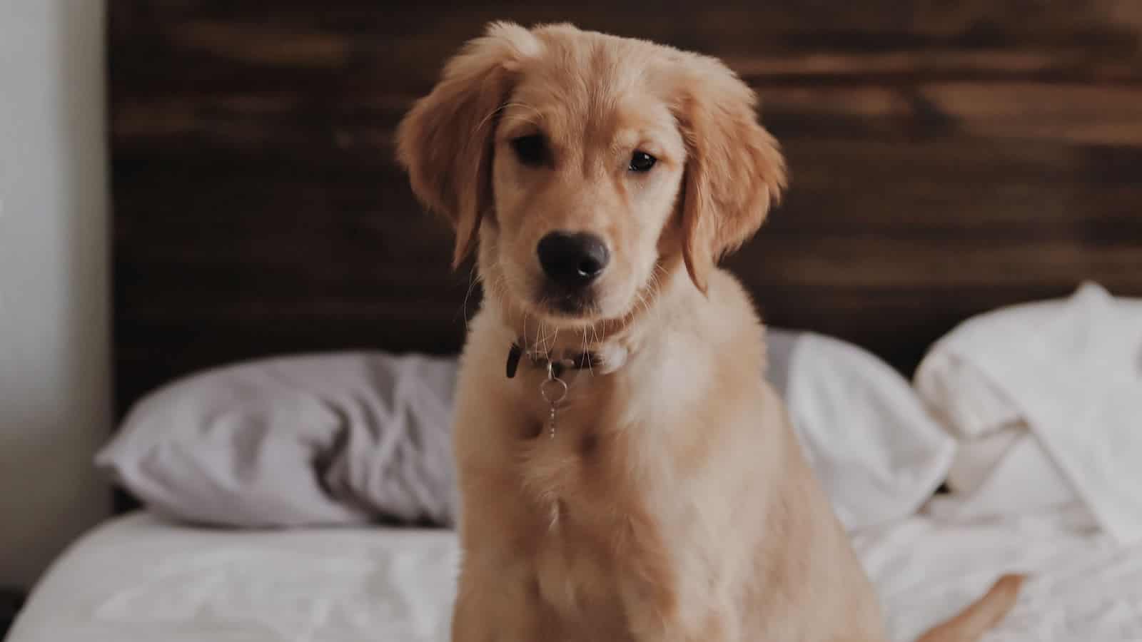 Pup at home