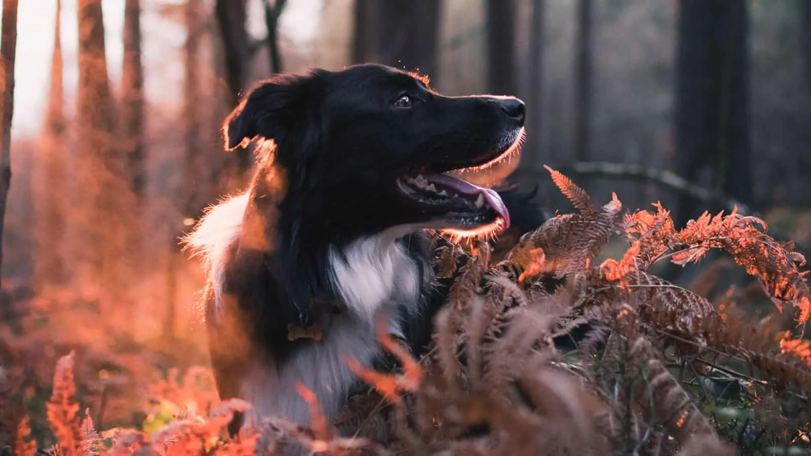 Hunting Dog