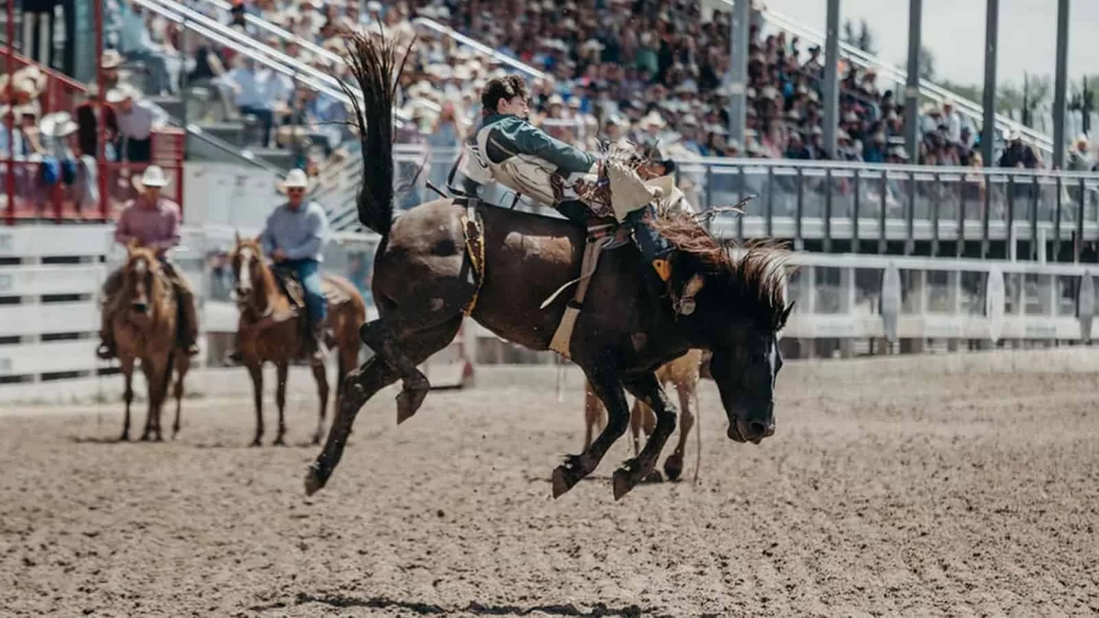 Horse Bucking