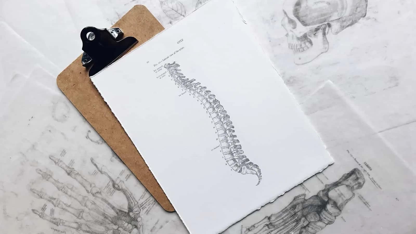 spine
