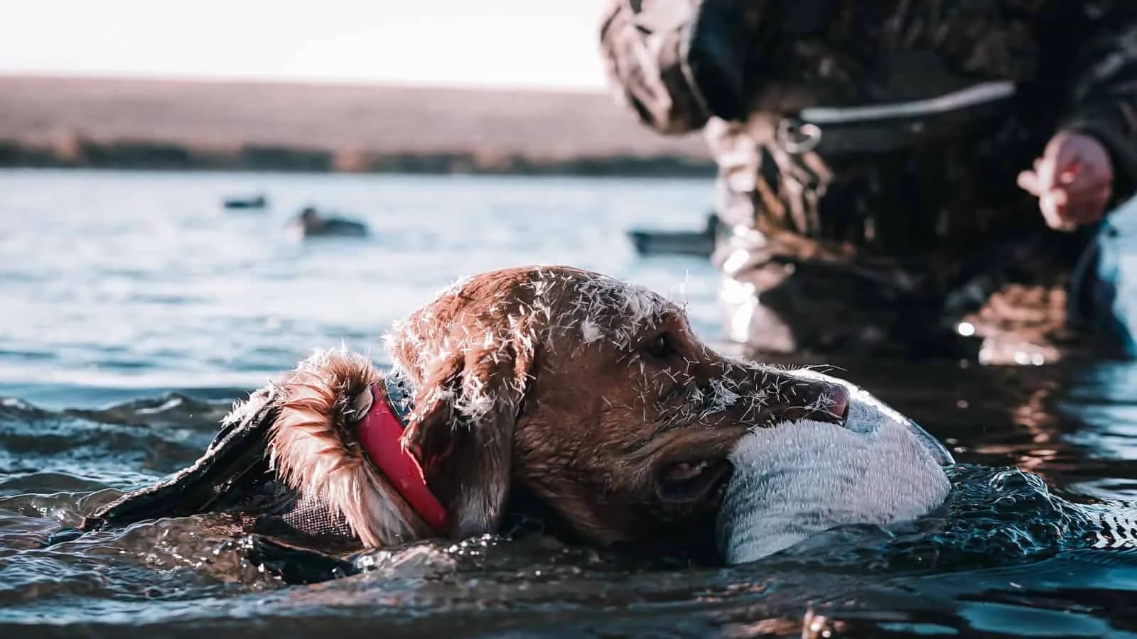 duck dog