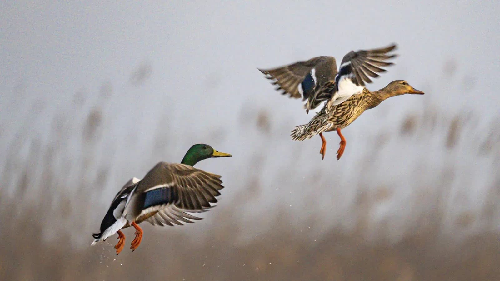 flying ducks
