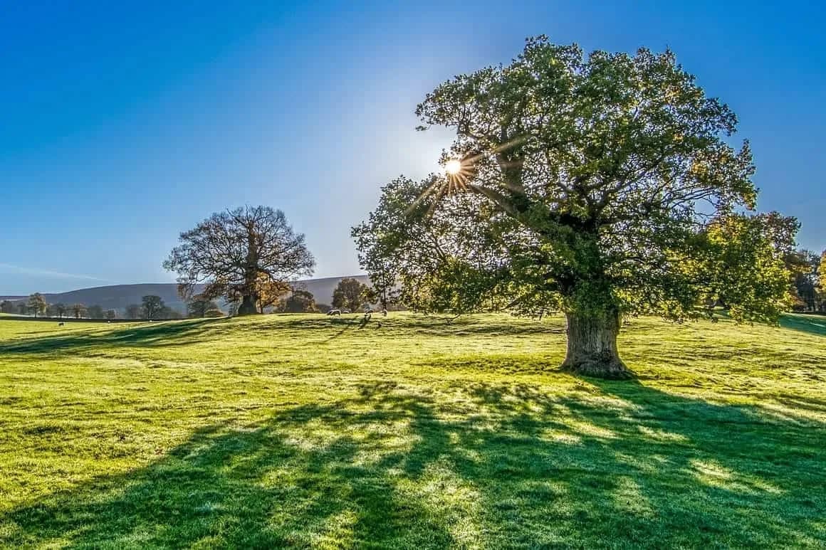 Grass is Green