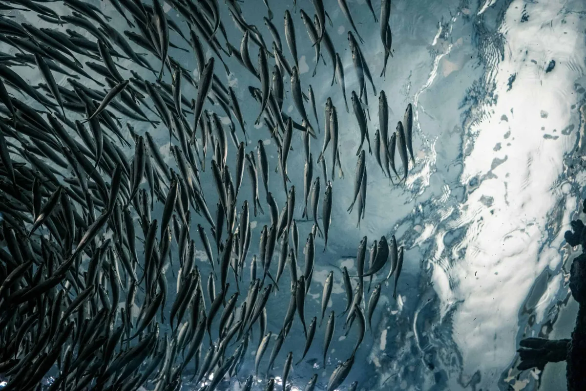 Sherman Buildings — Only dead fish go with the flow 2026 01 lance anderson g2sdlsjp3rg unsplash