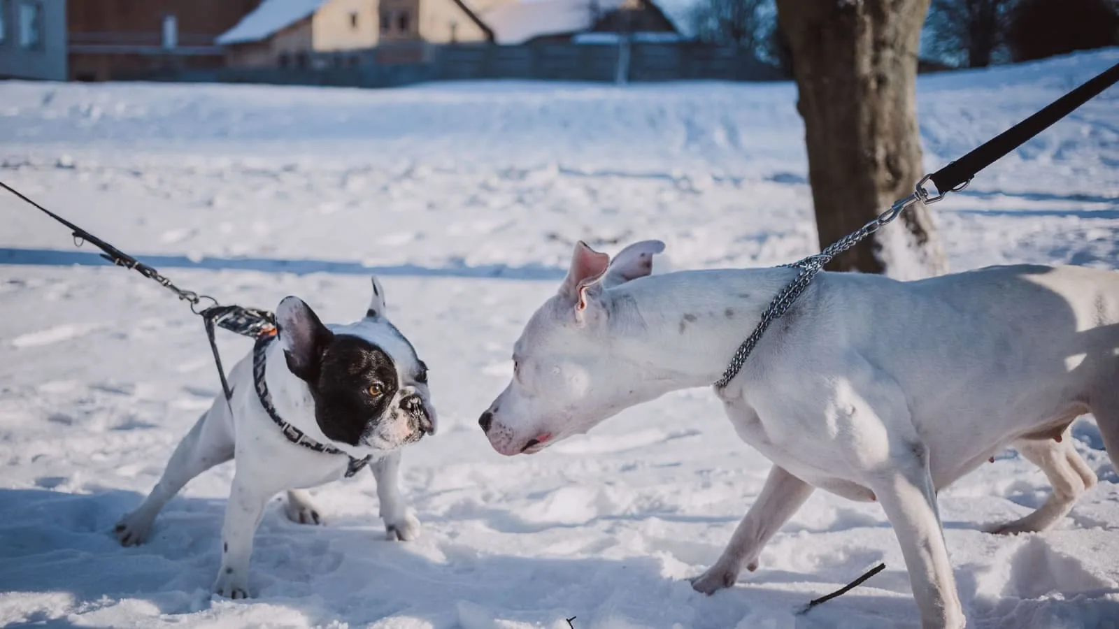 Dogs meet