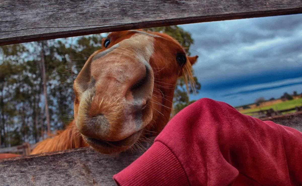 Sherman Buildings — Same thing different name 2019 05 horsing around