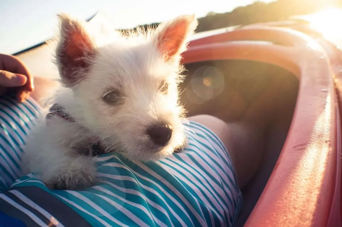 Puppy