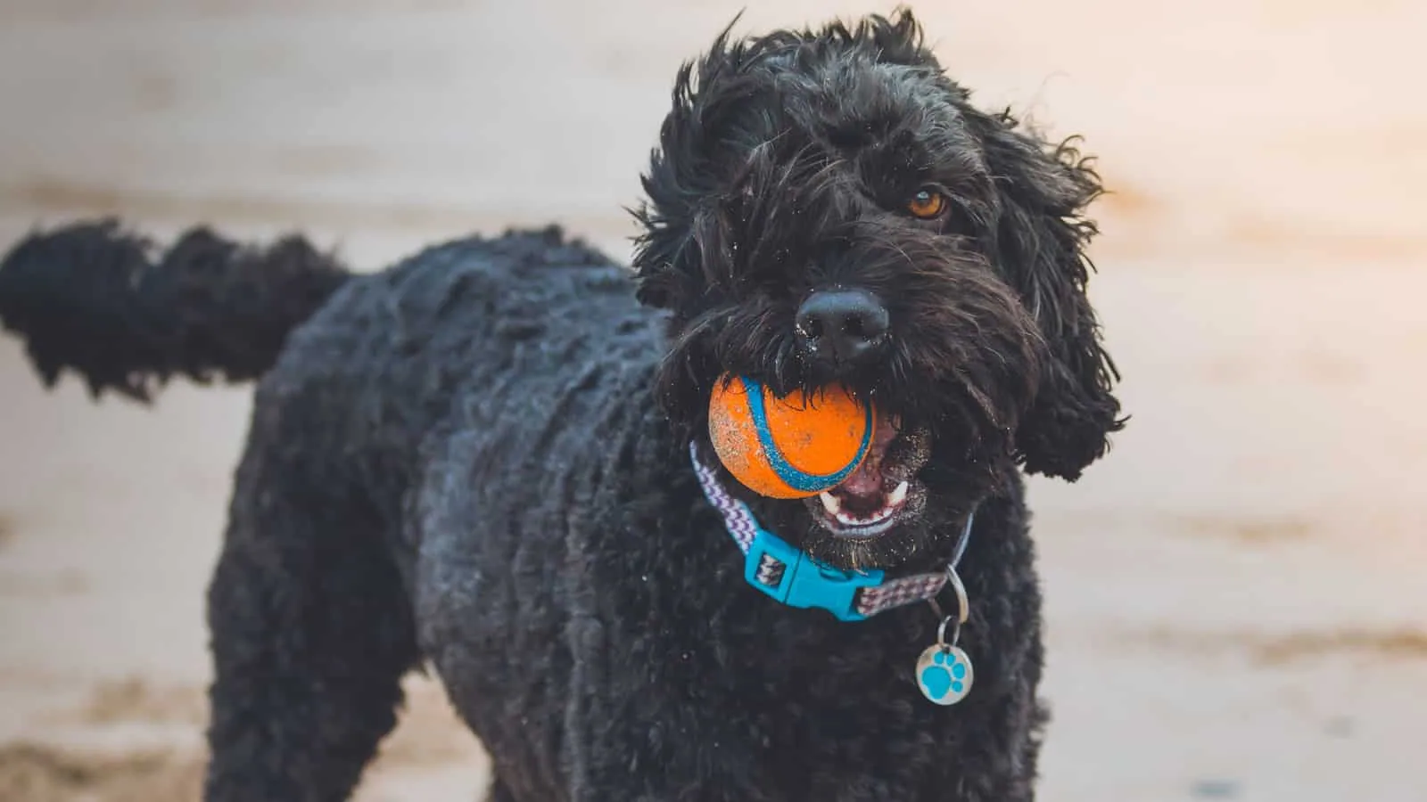 Happy dog