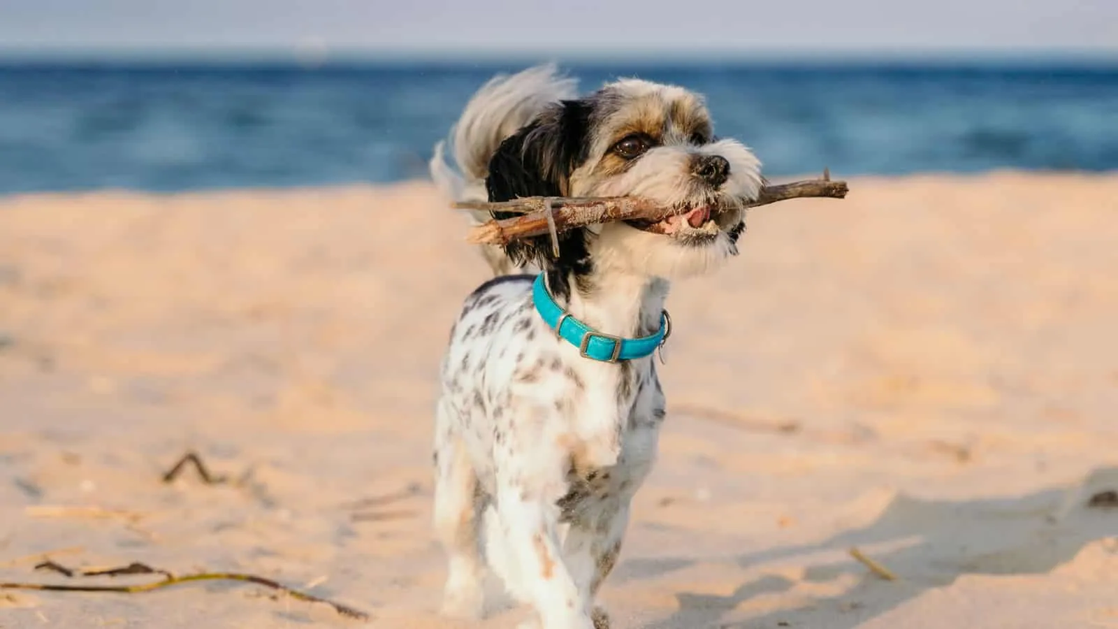 Dog at beach