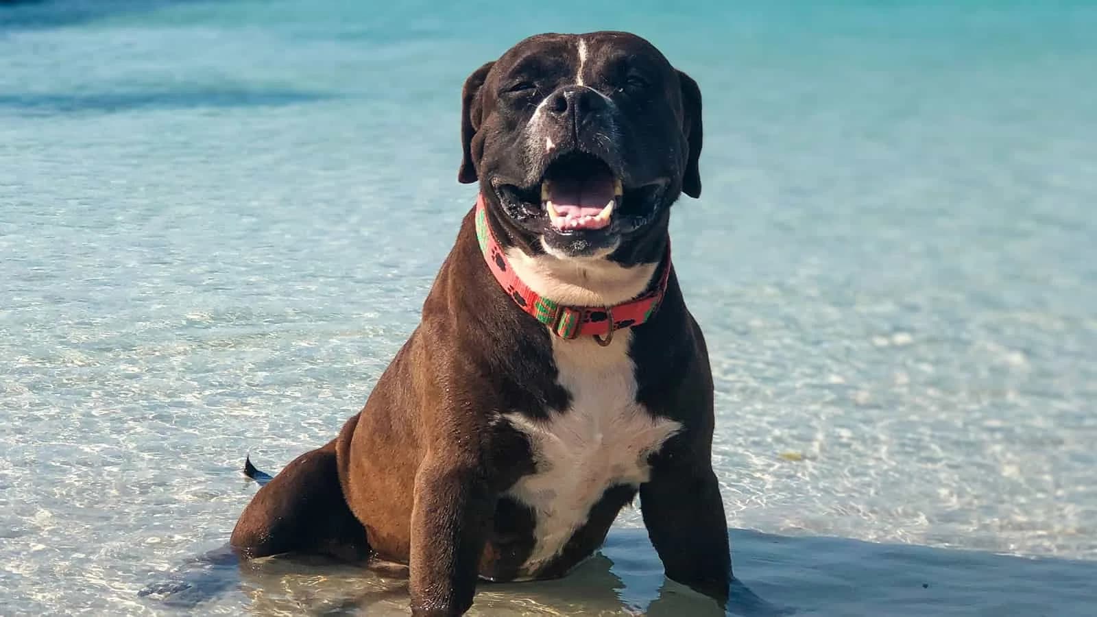 Dog in water