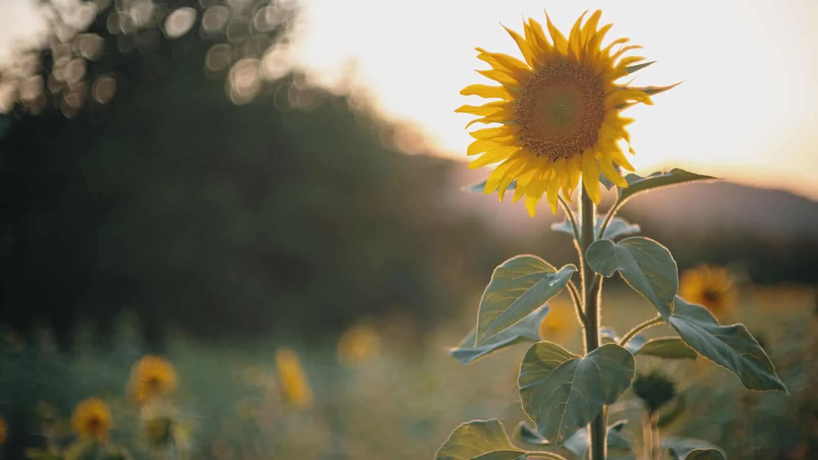 Sunflower