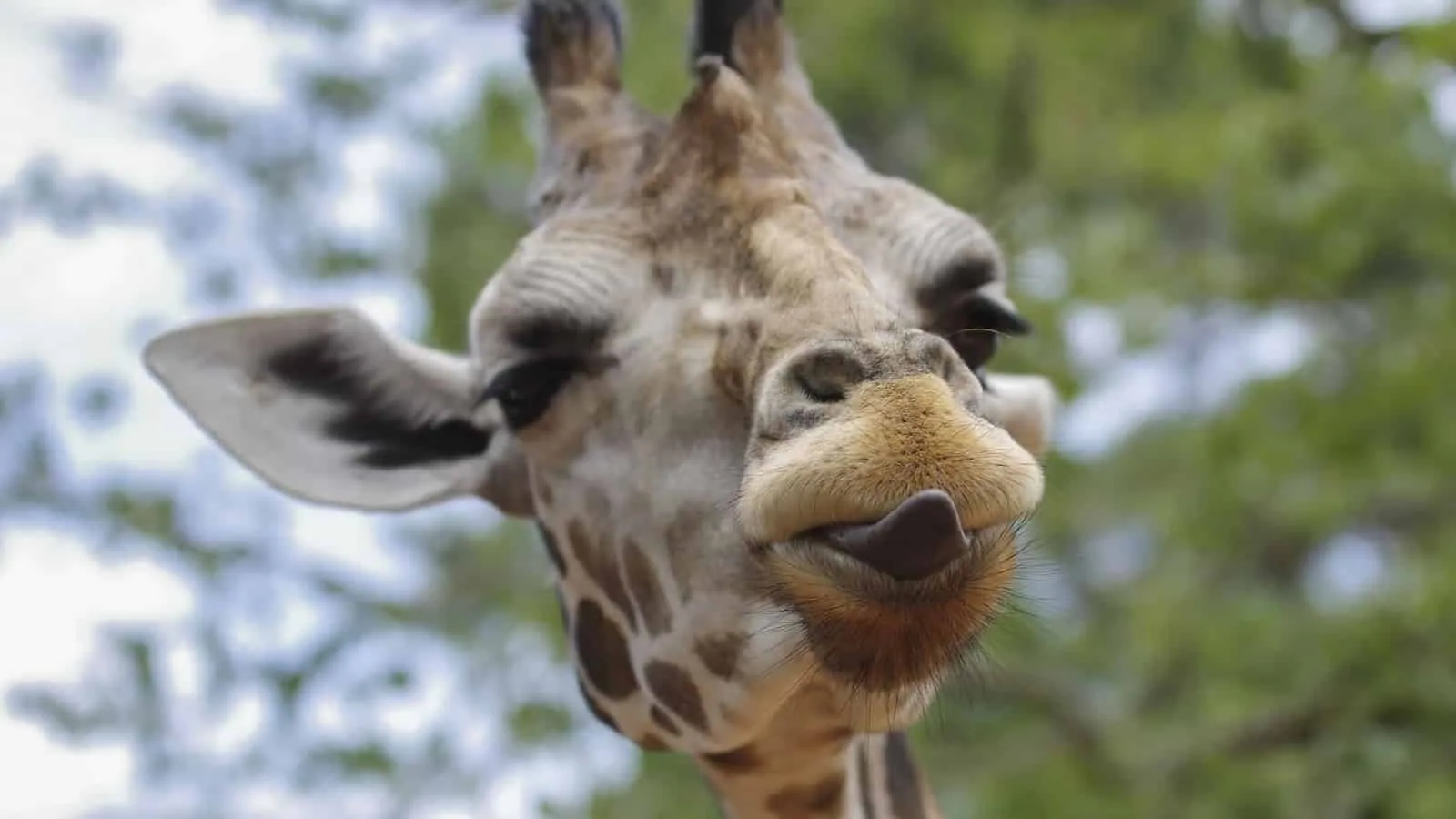 Insult Giraffe